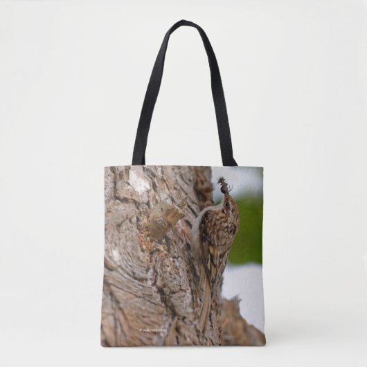 Amerikanischer Treecreeper Songbird mit leckerem B Tasche (Vorderseite)