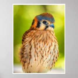 Amerikanischer Turmfalke Wandbild | Wildlife-Druck Poster