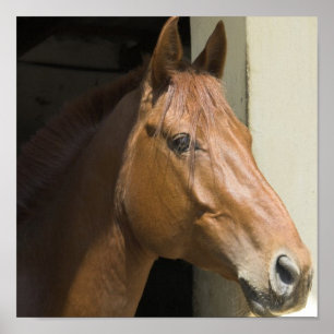 Amerikanischer ViertelpferdeFoto-Druck Poster