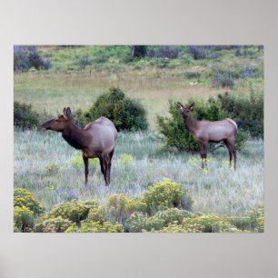 Amerikanischer Wapiti Colorado Poster