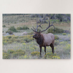 Amerikanischer Wapiti   Rocky National Park, Color Puzzle