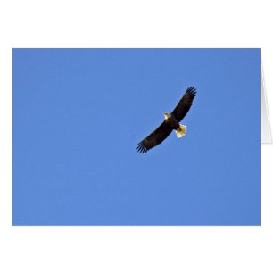 Amerikanischer Weißkopfseeadler