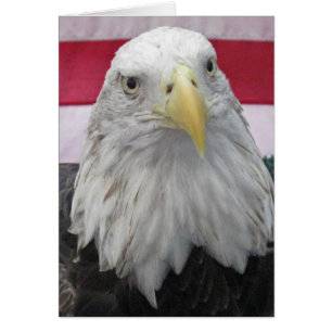 Amerikanischer Weißkopfseeadler