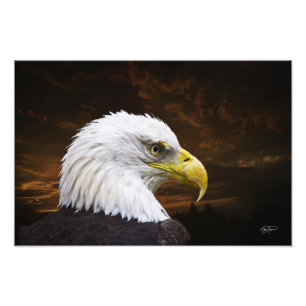 Amerikanischer Weißkopfseeadler-Druck - Kauf, Fel Fotodruck
