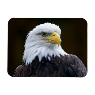 Amerikanischer Weißkopfseeadler Magnet