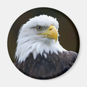 Amerikanischer Weißkopfseeadler Magnet
