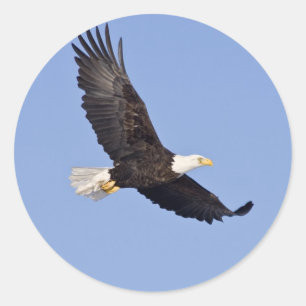 Amerikanischer Weißkopfseeadler Runder Aufkleber