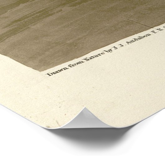 Amerikanischer Weißpelikan, Audubons Vögel von Ame Poster (Ecke)