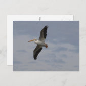 Amerikanischer Weißpelikan in Migration Postkarte (Vorne/Hinten)