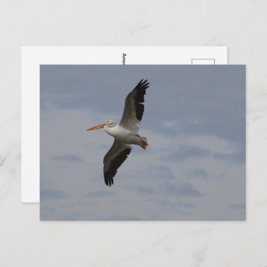 Amerikanischer Weißpelikan in Migration Postkarte (Vorne/Hinten)