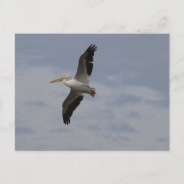 Amerikanischer Weißpelikan in Migration Postkarte