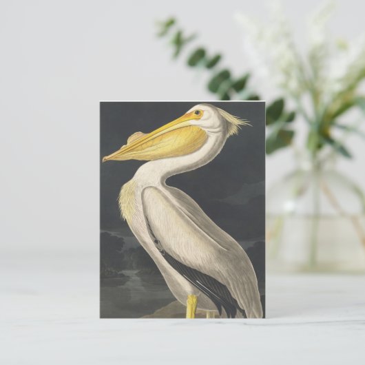 Amerikanischer Weißpelikan von Vögeln Amerikas Postkarte (Stehend Vorderseite)