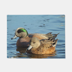 Amerikanischer Widgeon duckt Paare (Drake und Fußmatte