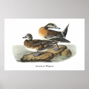 Amerikanischer Wigeon, John Audubon Poster