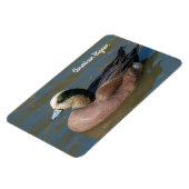 Amerikanischer Wigeon Magnet (Linke Seite)