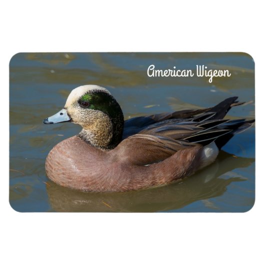 Amerikanischer Wigeon Magnet (Horizontal)