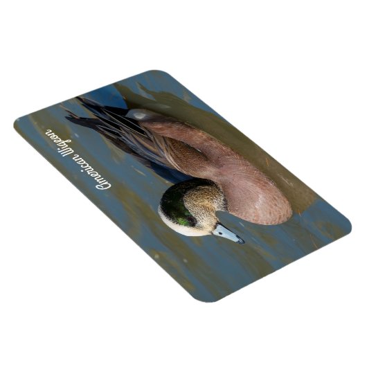 Amerikanischer Wigeon Magnet (Rechte Seite)