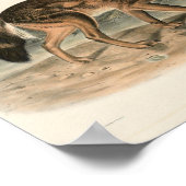 Amerikanischer Wolf aus Texan (Canis lupus) Holz Poster (Ecke)