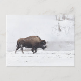 Amerikanisches Bison am Dampfenden Teich Postkarte