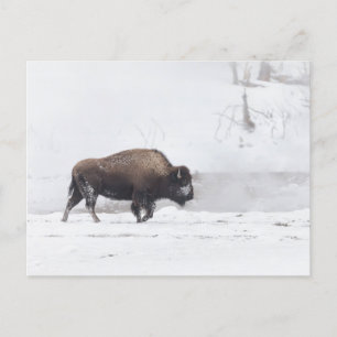 Amerikanisches Bison am Dampfenden Teich Postkarte