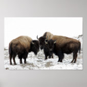 Amerikanisches Bison im Winter Poster (Vorne)