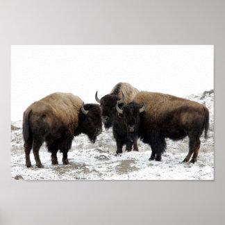 Amerikanisches Bison im Winter Poster
