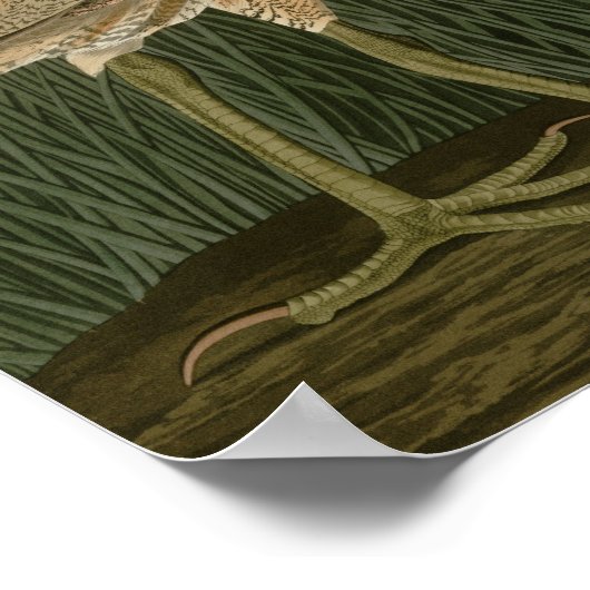 Amerikanisches Bittern Poster (Ecke)