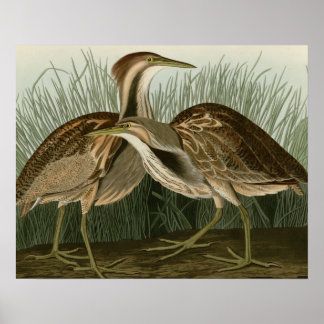 Amerikanisches Bittern Poster