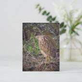 Amerikanisches Bittern Postkarte (Stehend Vorderseite)