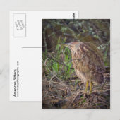 Amerikanisches Bittern Postkarte (Vorne/Hinten)