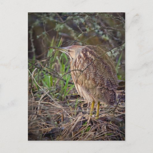 Amerikanisches Bittern Postkarte (Vorderseite)