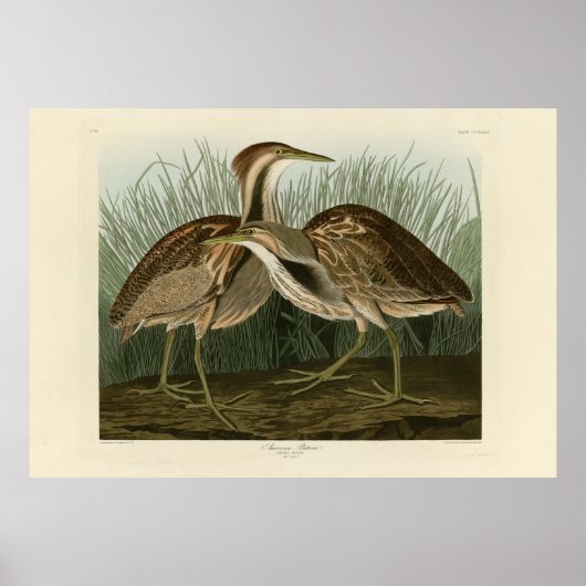 Amerikanisches Bittern - von Audubons Vögeln Ameri Poster (Vorne)