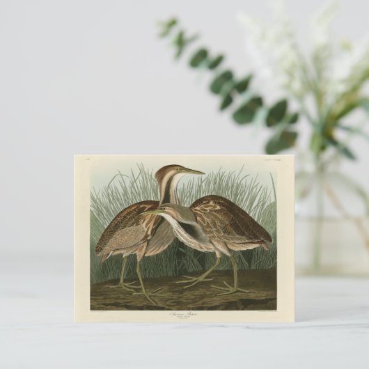 Amerikanisches Bittern - von Audubons Vögeln Ameri Postkarte (Stehend Vorderseite)