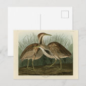 Amerikanisches Bittern - von Audubons Vögeln Ameri Postkarte (Vorne/Hinten)