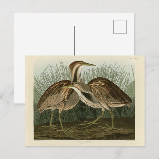 Amerikanisches Bittern - von Audubons Vögeln Ameri Postkarte (Vorne/Hinten)