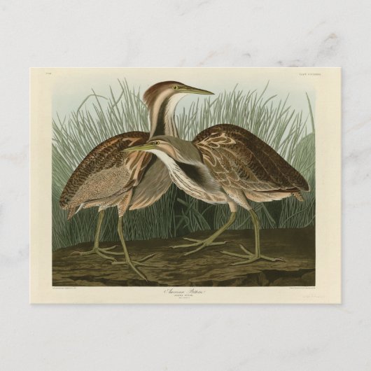 Amerikanisches Bittern - von Audubons Vögeln Ameri Postkarte (Vorderseite)