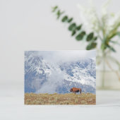 Amerikanisches Buffalo Hoch in den Tetons, die die Postkarte (Stehend Vorderseite)