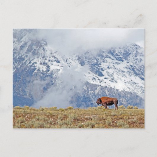 Amerikanisches Buffalo Hoch in den Tetons, die die Postkarte (Vorderseite)