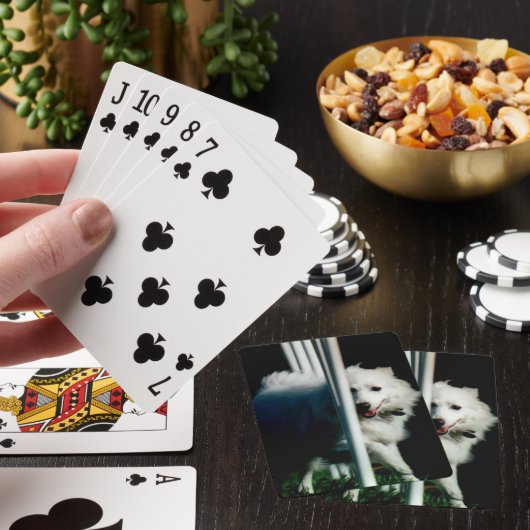 Amerikanisches Eskimo (Eskie) Spinnen im Schatten Spielkarten (In Situ)