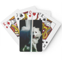 Amerikanisches Eskimo (Eskie) Spinnen im Schatten