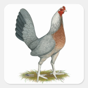 Amerikanisches Game-Huhn Silberblau Quadratischer Aufkleber