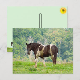 Amerikanisches gestrichenes Pferd auf dem Feld Postkarte