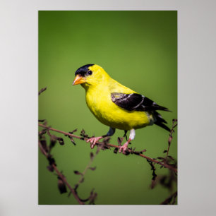 Amerikanisches Goldfinch-Plakat Poster