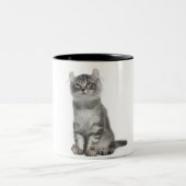 Amerikanisches Locken-Kätzchen (3 Monate alte) Zweifarbige Tasse (Mittel)