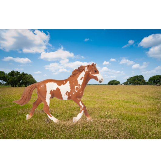 Amerikanisches Paint Horse T-Shirt