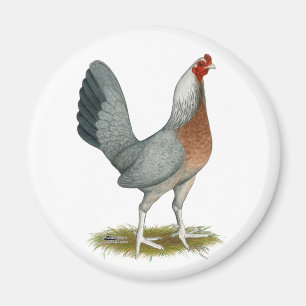 Amerikanisches Spielhuhn Silberblau Magnet