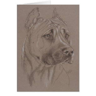 Amerikanisches Staffordshire Terrier