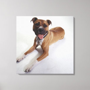 Amerikanisches Staffordshire Terrier, das sich Leinwanddruck
