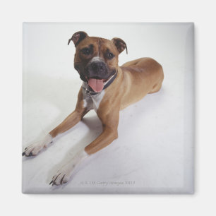 Amerikanisches Staffordshire Terrier, das sich Magnet