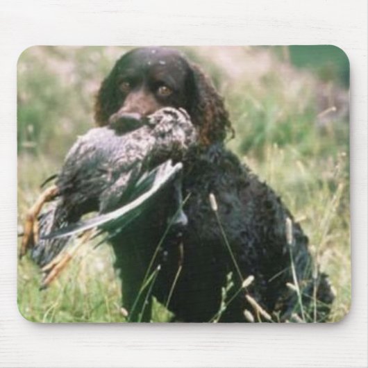Amerikanisches WasserSpaniel Mousepad (Vorne)